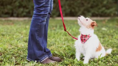Tasma takmış şirin bir köpek ve çimlerin üzerinde sahibine bakıyor. İnsan ve evcil hayvanın ilişkisi.
