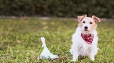 Sahibi otların arasındaki kaka torbasında oturan köpeğinin dışkısını topluyor. Kaka yapmak, dışkılamak, hayvan dışkısı, hijyen kavramı..