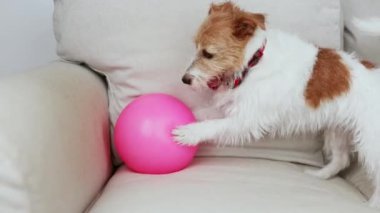 Şirin, sessiz, tüylü bir köpeğin yüzü. Saçlarını budadıktan sonra dinleniyor. Hayvan bakımı ve damat. 