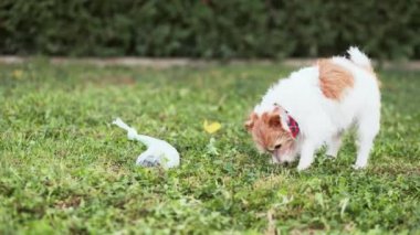 Yürüyen köpek kokluyor, çimenlerdeki bok torbasını kokluyor.