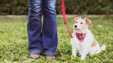 Tasmalı şirin köpek ona oturmayı, beklemeyi ve atıştırmayı öğreten antrenör sahibine bakıyor. Yavru köpek eğitim kavramı.