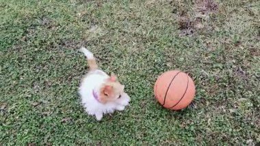 Mutlu gülümseyen şirin köpek, oyuncağıyla çimlerin üzerinde oynaması için sahibine yalvarır. Aktif, oyuncu köpek yavrusu.