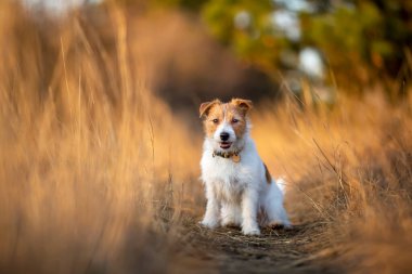 Güzel safkan Jack Russell Terrier çimlerin üzerinde oturuyor. Küçük ve aktif köpek çiftliği geçmişi.