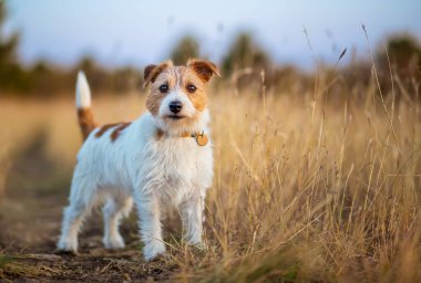 Şirin safkan Jack Russell Terrier çimlere bakıyor. Küçük ve aktif köpek cinsi, evcil hayvan geçmişi.