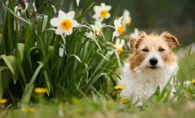Baharda nergis çiçeklerinin yanında gülen sevimli köpek suratı. Paskalya, bahar arkaplanı.