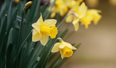 Çiçek açan Paskalya nergisleri. İlkbahar, ilkbahar, çiçekli arka plan.