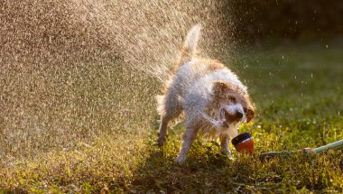 Su sıçratan ve çimenlerde içen komik susamış evcil köpek.