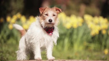 Şirin, mutlu Jack Russell Terrier köpeği bahar bahçesinde kuyruğunu sallıyor. İlkbahar arkaplanı.