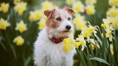 Baharda nergis çiçeklerinin yanında kuyruğunu sallayan sevimli Jack Russell Terrier köpeği. İlkbahar, Paskalya arkaplanı.