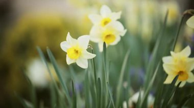 Sarı beyaz çiçek açan Paskalya nergisleri, bahar ileri, ilkbahar çiçekli arka plan