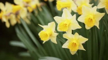 Sarı çiçek açan Paskalya nergisleri, bahar ileri, ilkbahar çiçekli arka plan