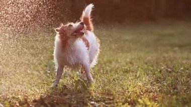Mutlu, heyecanlı ıslak köpek su sıçratarak oynuyor ve çimenlerde sallanıyor. 