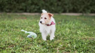 Yürüyen köpek kokluyor, çimenlerdeki kaka torbasının yanında.
