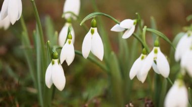 Güzel beyaz kar damlası çiçekleri. Mevsimler değişti, kış ve bahar.