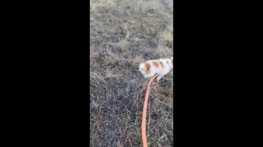 Hiperaktif heyecanlı teriyer köpeği sahibiyle yürüyor ve çimenlerde tasmasını çekiyor. Yavru köpek eğitimi..