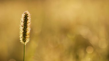 Yazın çim kulak ilanı, polen alerjisi, astım geçmişi.