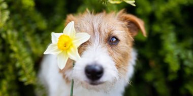 Baharda nergis çiçeğiyle gülen mutlu köpek suratı. Paskalya, bahar bayrağı veya arkaplan.