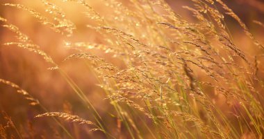 Çayırda çimen, polen alerjisi konsepti. Kopyalama alanı olan doğa arkaplanı.
