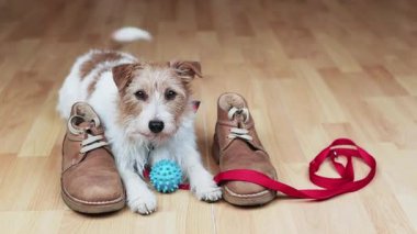 Şirin, mutlu, aktif kuyruk sallayan köpek tasması, oyuncağı ve sahibinin ayakkabılarıyla yürüyüşe çıkmayı bekliyor. Hayvan sevgisi.