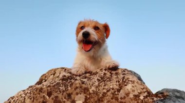 Şirin bir köpeğin yüzü kayanın üzerinde soluk soluğa, mavi gökyüzü arka planda.