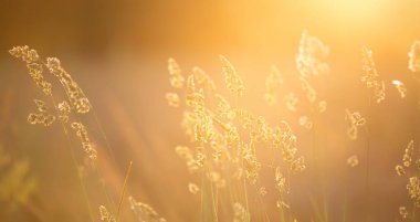 Güneşli çayır bitkileri, polen alerjisi konsepti. Kopya alanı olan doğa afişi veya arkaplan.