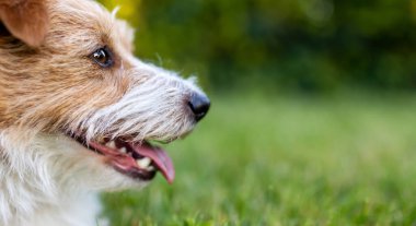 Sıcak yaz gününde soluk soluğa kalmış sevimli bir köpeğin yüzü. Hayvan arkaplanı.