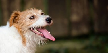 Nefesi kesilen şirin bir köpeğin yüzü. Yaz konseptinde evcil hayvan, web afişi veya arka plan. Köpek dili.