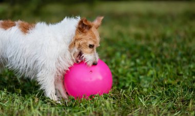 Oyuncak topunu çimenlerde çiğneyen sevimli, oyuncu bir köpek. Hayvan arkaplanı