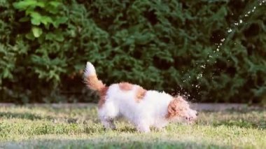 Komik, aktif, oyuncu köpek su sıçratarak oynuyor ve onu çimenlerde ısırıyor. Yaz eğlencesi.