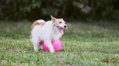 Komik, mutlu köpek çimlerin üzerinde oyuncak topla koşup oynuyor. Aktif, oyuncu köpek yavrusu.