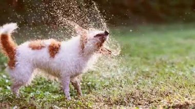 Mutlu ıslak köpek çimlerdeki suyu silkeliyor. Sıcak yaz eğlence konsepti.