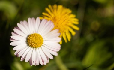 Çiçekli papatya ve karahindiba, sağlıklı yenilebilir çiçek konsepti. Bahar, yaz doğa geçmişi.