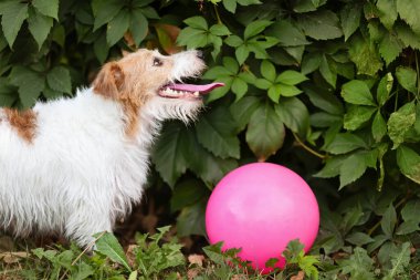Oyuncağıyla nefes nefese kalmış susuz bir köpek. Yaz konseptinde evcil hayvan. Köpek dili.