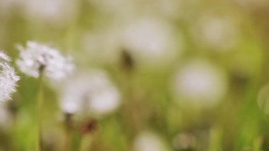 Karahindiba üfleme topu küçük bir karınca, doğa arka planı, bahar ya da yaz konsepti