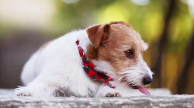 Şirin köpek kokluyor, burnuyla kokluyor ve ağzını yalıyor.