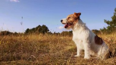 Şirin nefes nefese susamış Jack Russell Terrier köpeği çimenlerde oturuyor.