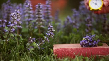 El, çimenlerdeki mor çiçeklerin yanındaki bir kitaba çalar saat takıyor. Bahar ya da yaz konsepti.