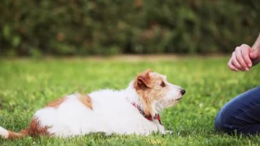 Sahibi sevimli köpeğini okşuyor ve ona ikramda bulunuyor. İnsanlarla hayvanlar arasındaki ilişki ve güven..  