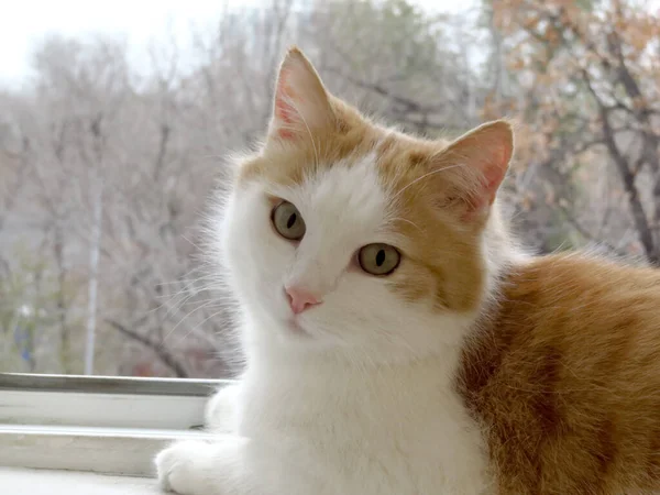 窓の赤い猫が視界を閉じます — ストック写真