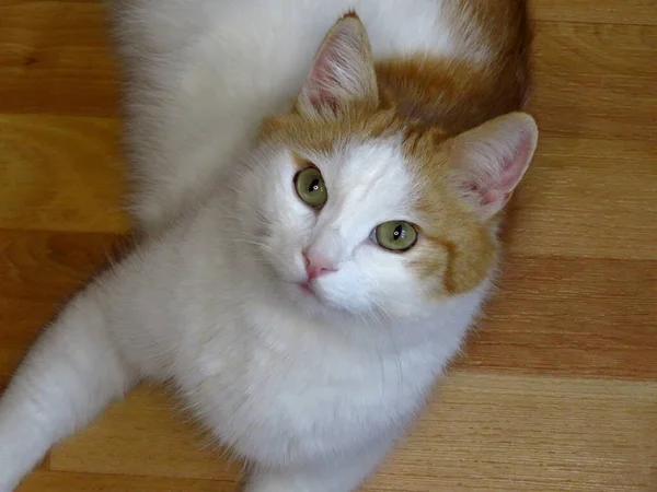 Rote Katze Katze Auf Dem Boden Nahaufnahme — Stockfoto