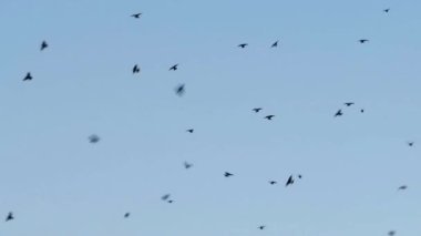A flock of excited birds in the sky