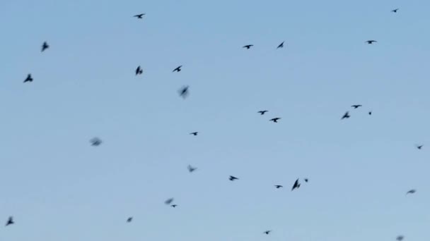 Flock Excited Birds Sky — Video Stock