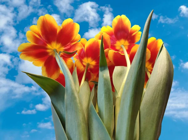 Beautiful Bright Red Orange Yellow Tulip Flowers Blue Sky Clouds — Stock Photo, Image