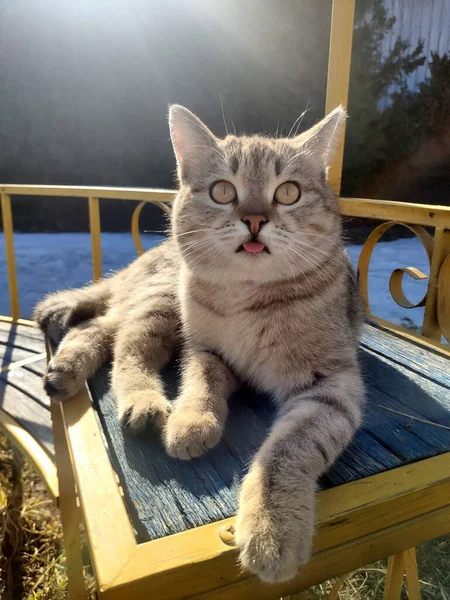 一只猫在春天的阳光下晒太阳 — 图库照片