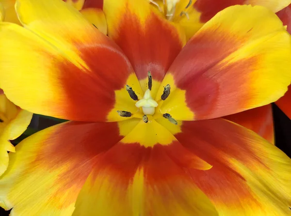 Güzel Parlak Kırmızı Turuncu Sarı Lale Çiçeği Yakın Plan — Stok fotoğraf