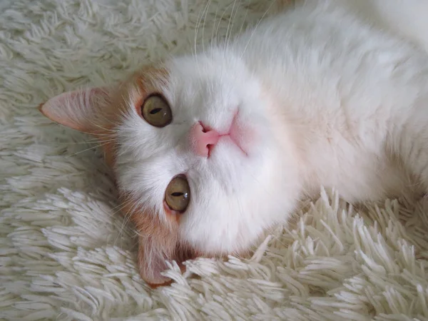 Beyaz Kırmızı Kedi Battaniyeye Uzanıyor — Stok fotoğraf