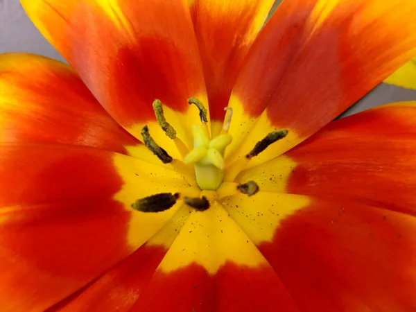 stock image Beautiful Bright Red Orange Yellow Tulip flower close-up