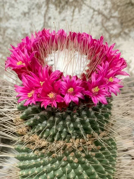 Blooming cactus. Pink cactus flowers bloom in a circle on the upper side of the cactus.