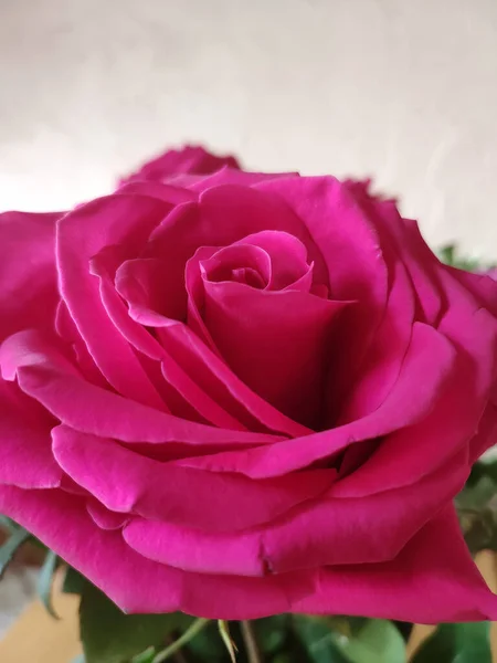 stock image Pink rose closeup. Selective focus