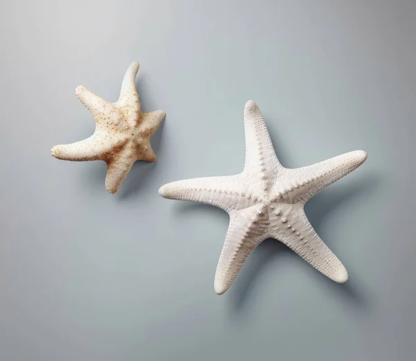 Stock image Different types of white starfish isolated over a white background